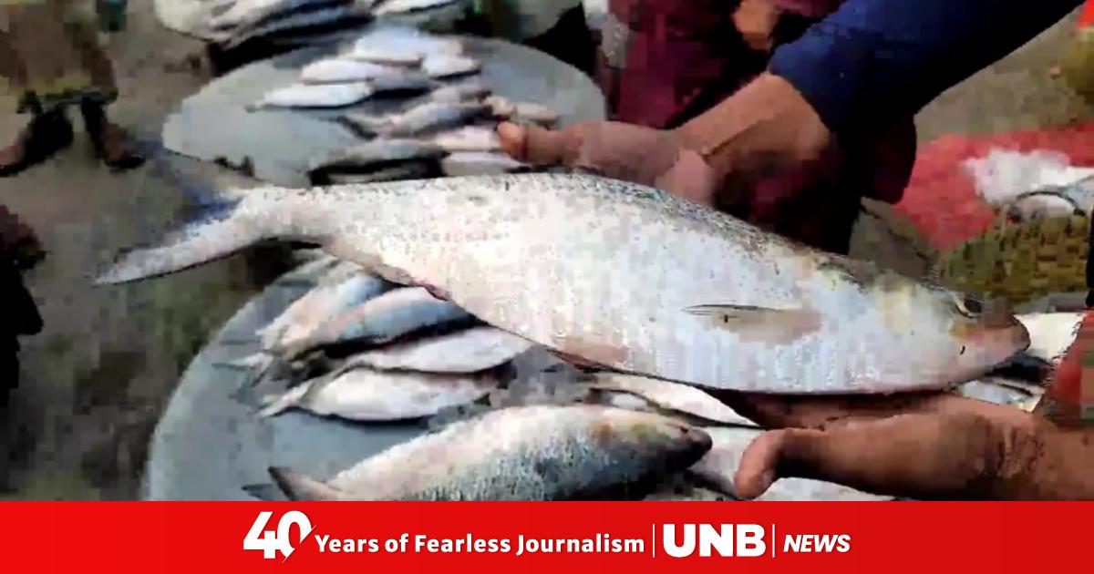 Hilsa prices soar further putting this beloved fish beyond reach