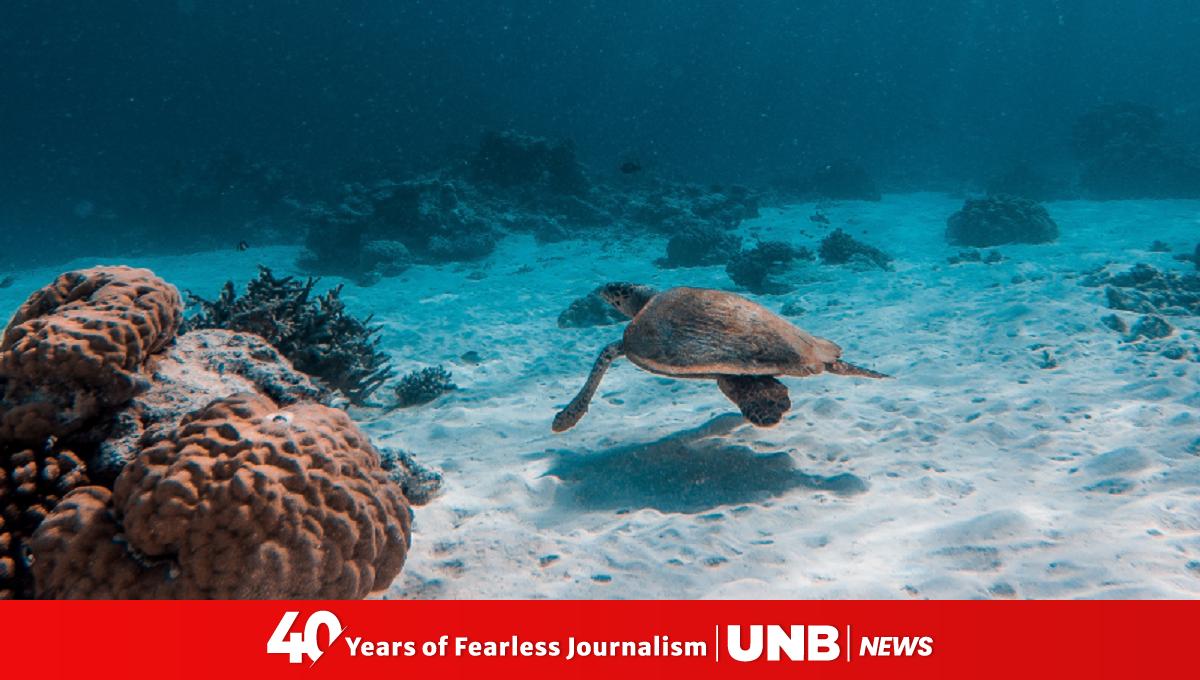 One million species face extinction putting world ‘on notice’