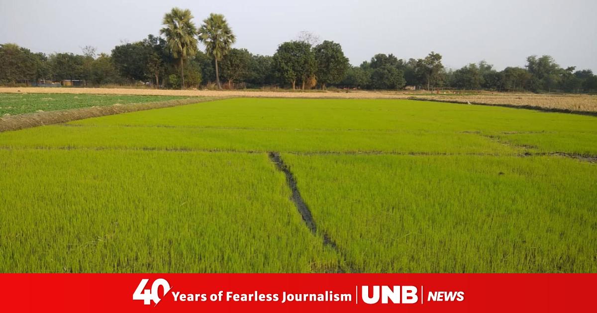 Govt to procure Boro paddy at Tk 36, rice Tk 49