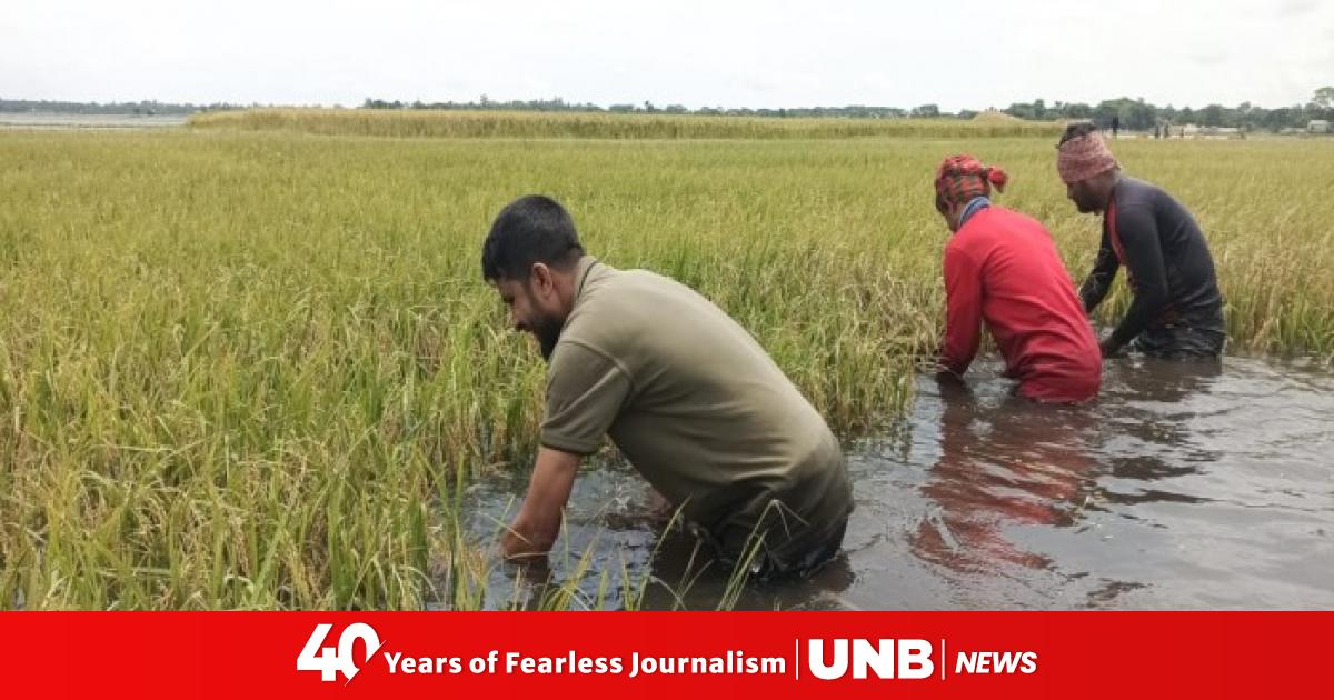 Rising water levels in Sunamganj haors spark concern over remaining ...