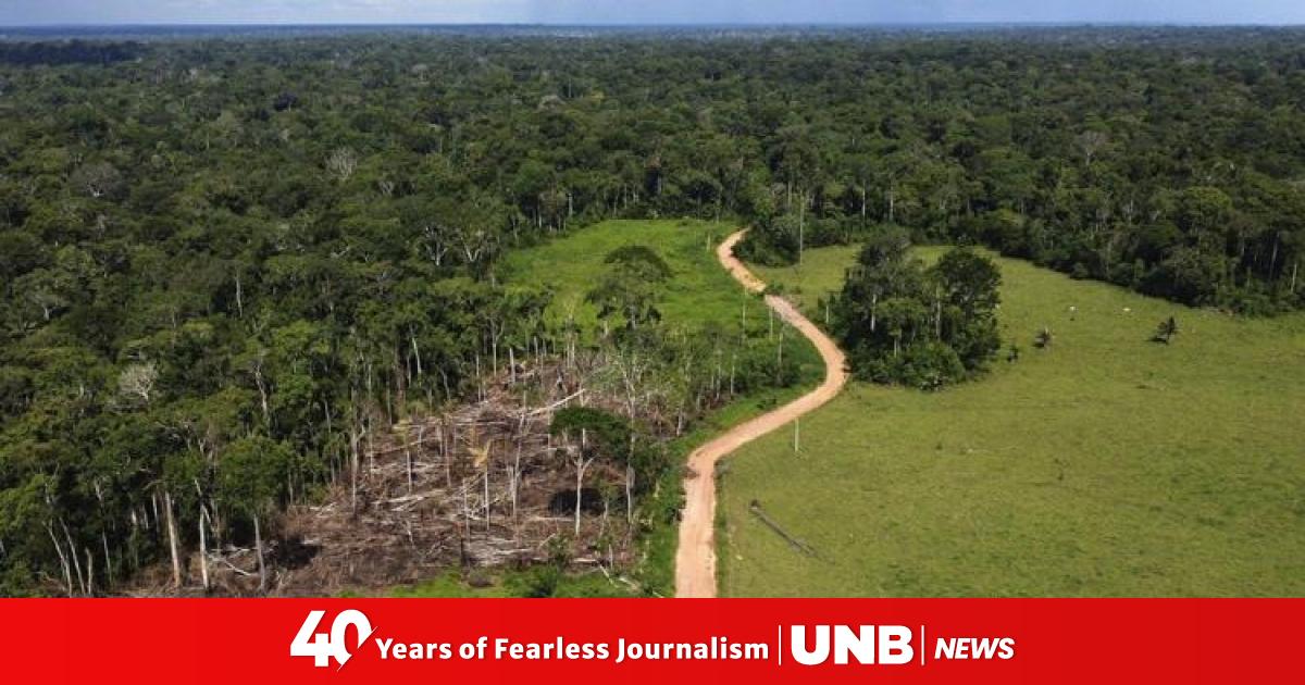 Removal of hundreds of illegal cattle in the Amazon sparks protests and ...
