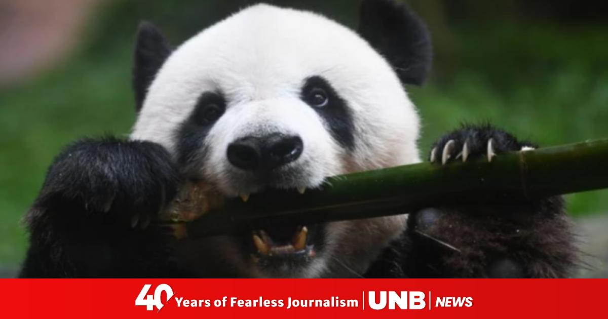 A milestone moment: Indonesia’s first giant Panda cub revealed