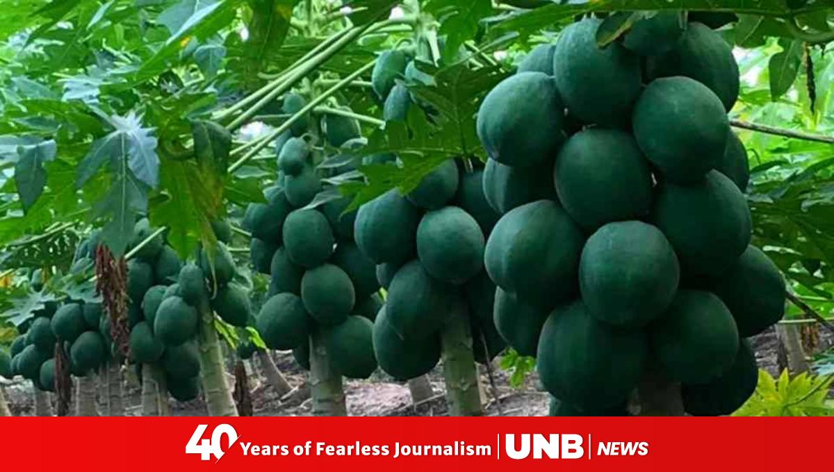 Papaya, the 'fruit of the angels'