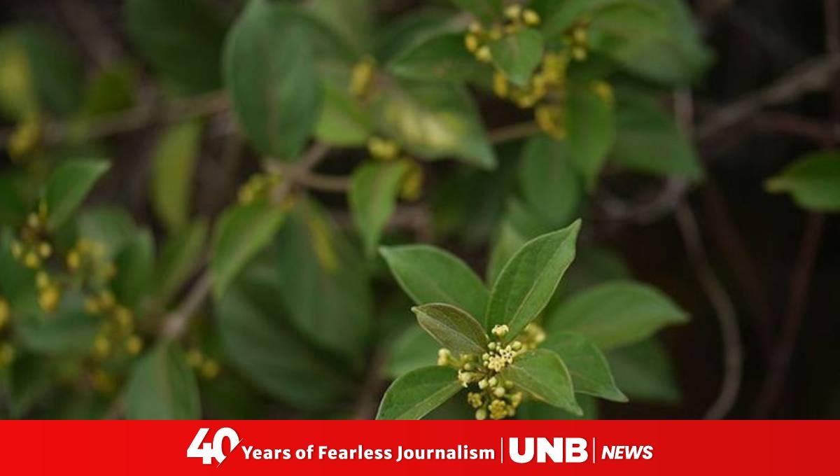 What are gurmar leaves and why are they good for diabetics