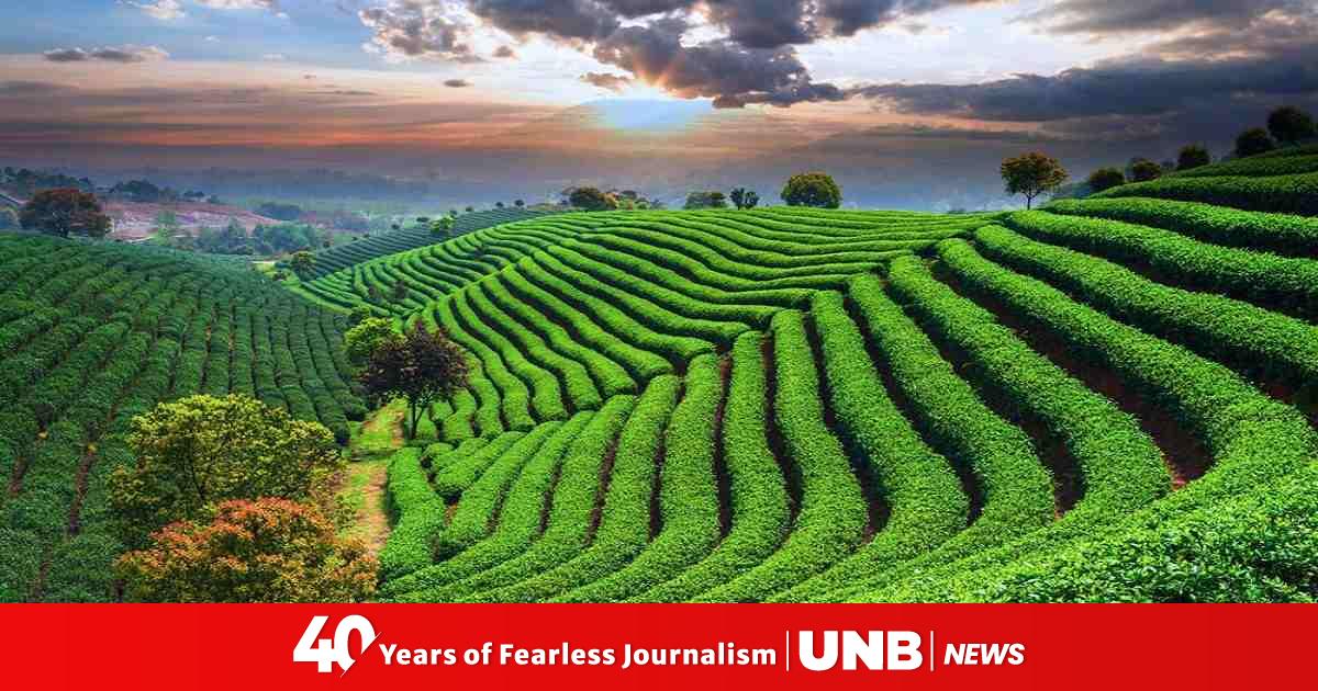 The Most Beautiful Tea Gardens in Bangladesh to visit