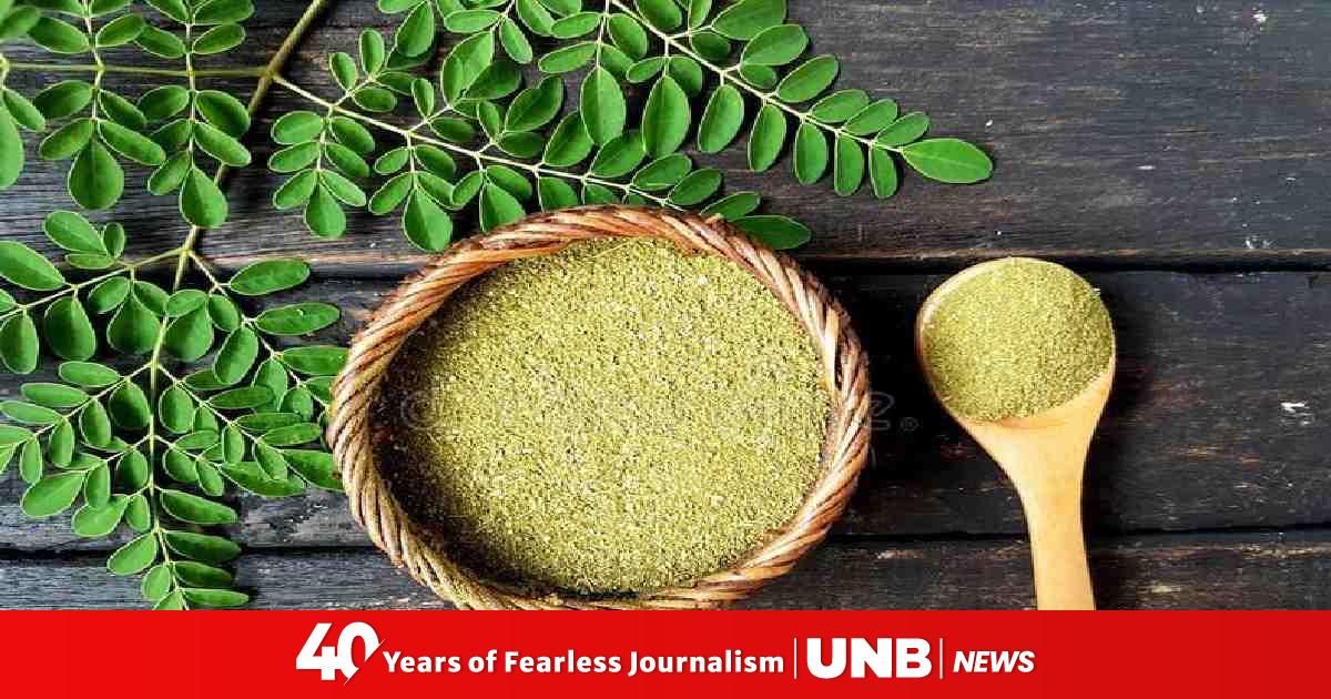 Superfood Moringa Powder Know Its Health Benefits, Side Effects