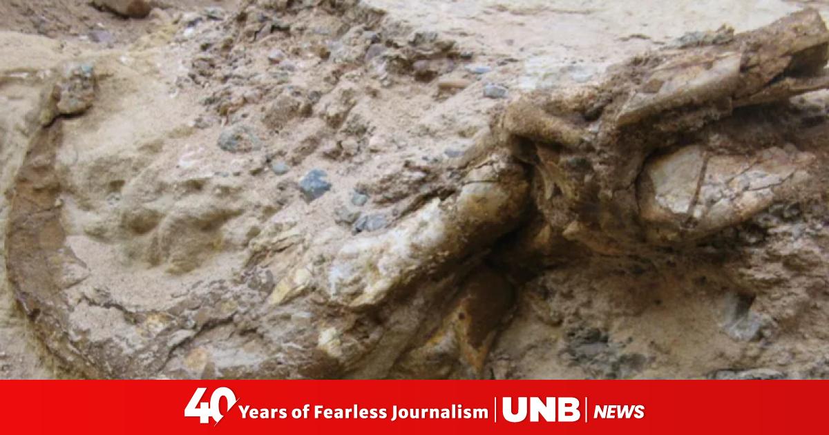 New two-clawed dinosaur species unearthed in Mongolia