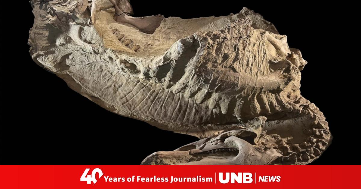 Scientists uncover rare dinosaur mummies, shedding new light on ...