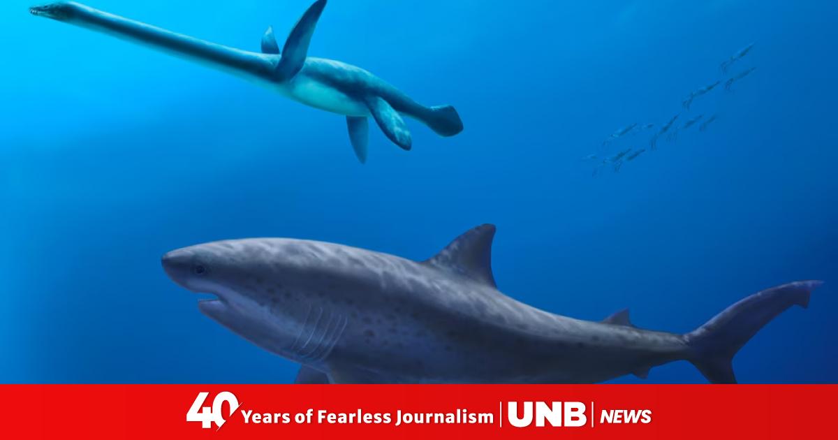 Before megalodon, giant shark dominated ancient Australian seas