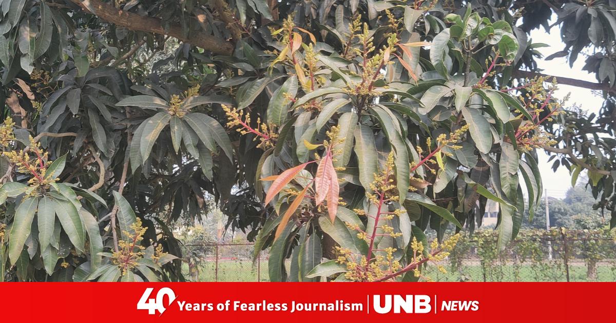 With trees in flowering Chapai looks forward to bumper mango harvest