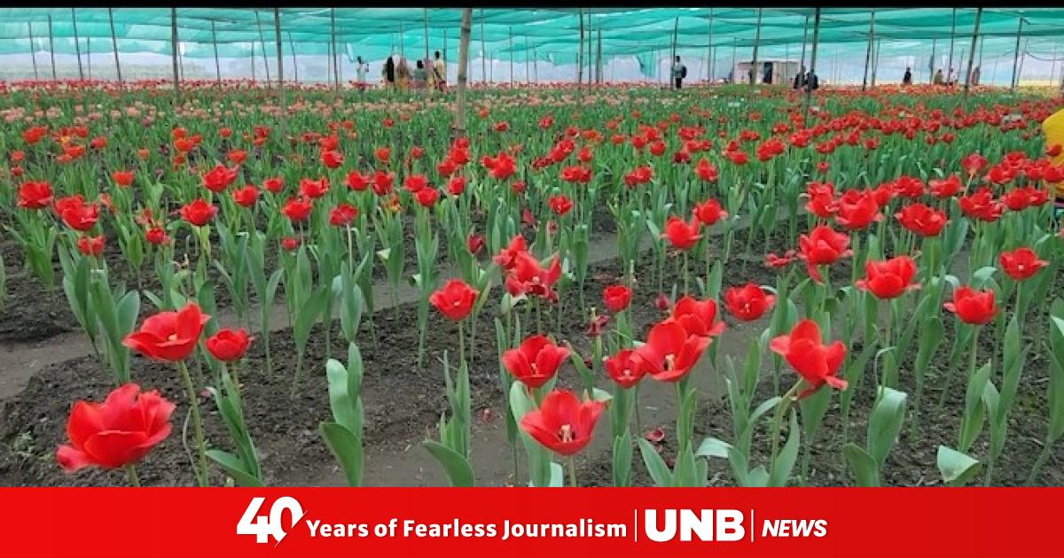 Tetulia’s Tulip: Boosting tourism, regional economy