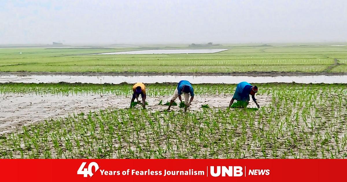 As haor waters recede, Sunnamganj farmers sow hope in every field