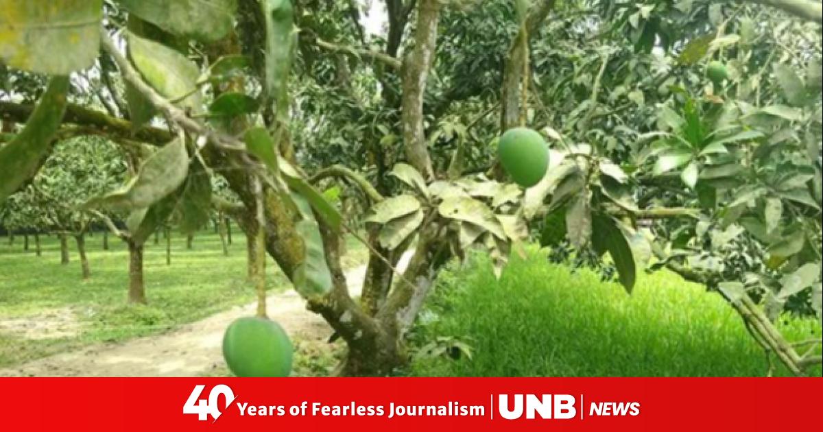 Rangpur’s Haribhanga mango expected to exceed Tk 250cr in trade as ...